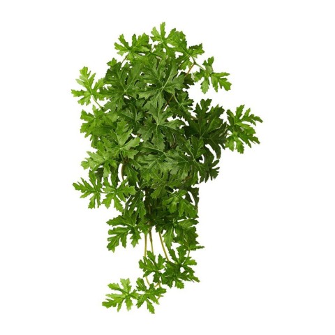 CASCANTE PELARGONIUM CM 40 GRE